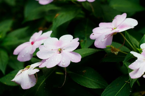 Améliorez la propreté et la rénovation de votre mosaïque byzantine dans la salle de bain : techniques indispensables pour un résultat éblouissant